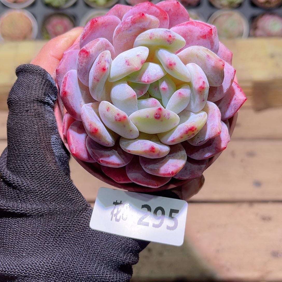 花08-295橙梦露单头