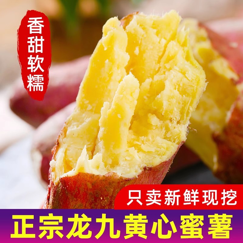 云南新鲜现挖龙九蜜薯正宗沙地板栗红薯粉糯香甜无丝无筋地瓜