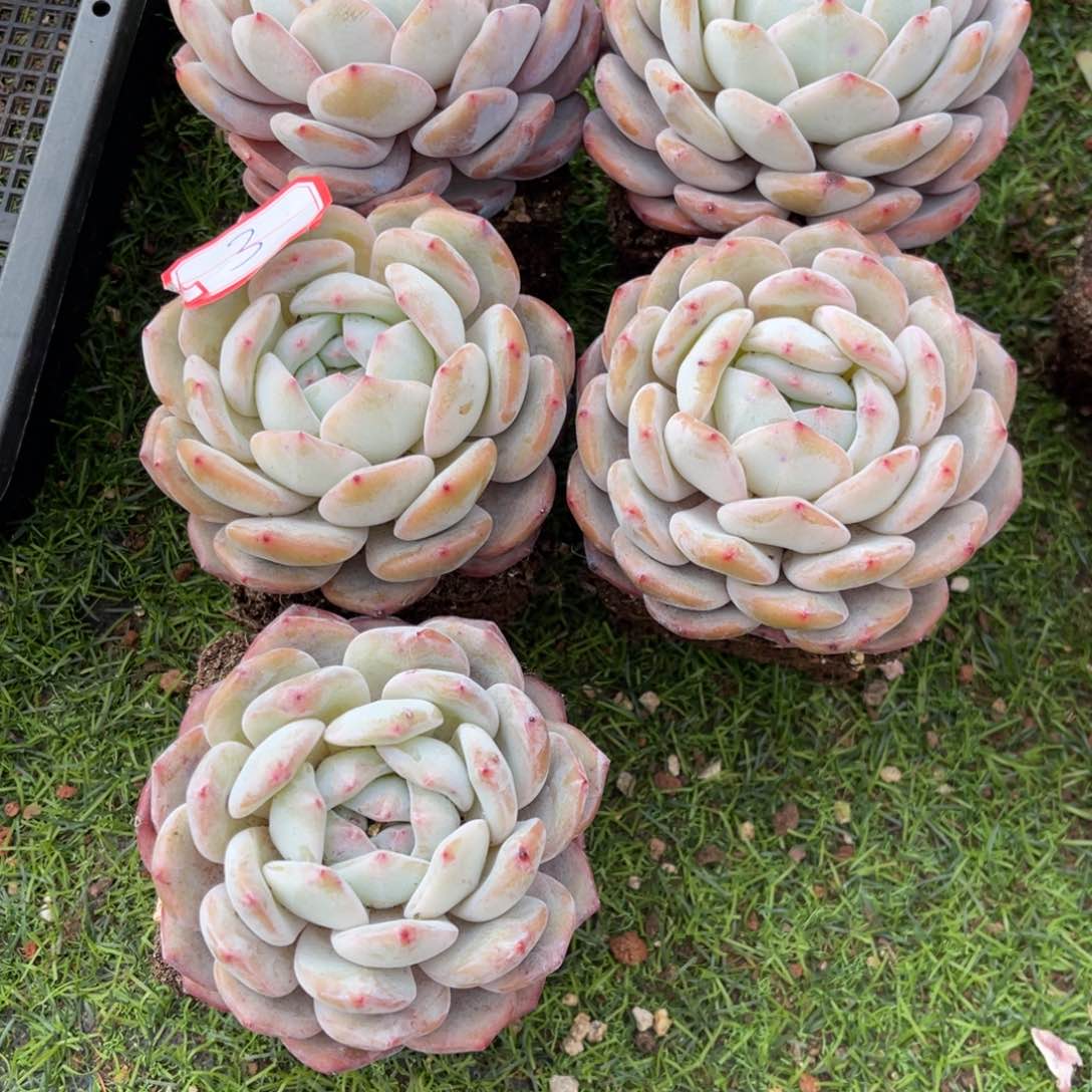 老**菜333333333333