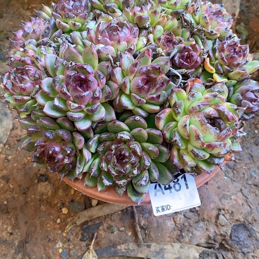 【闪购商品】用****3多肉植物的