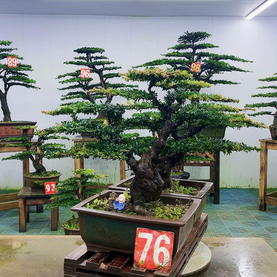 完全开放罗汉松盆景艺术