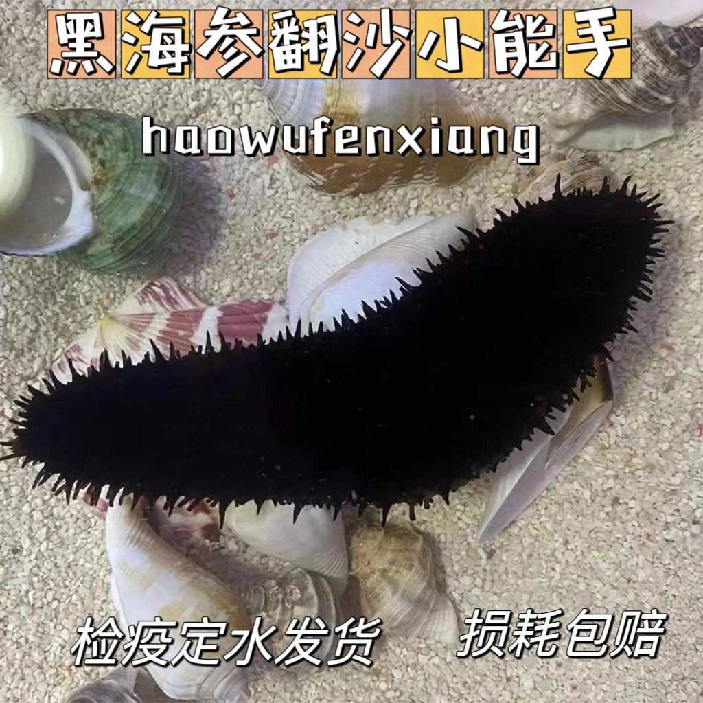 翻砂黑海参海星海缸红海参海缸翻砂生物工具海参观赏海洋生物包邮