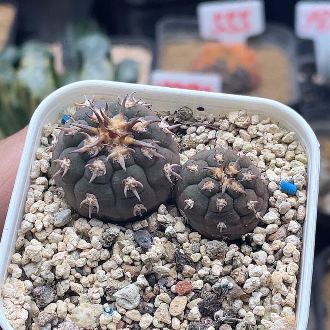 实生两颗九刺天平猫爪仙人球