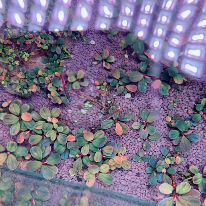 辣椒榕显摆水草！n n