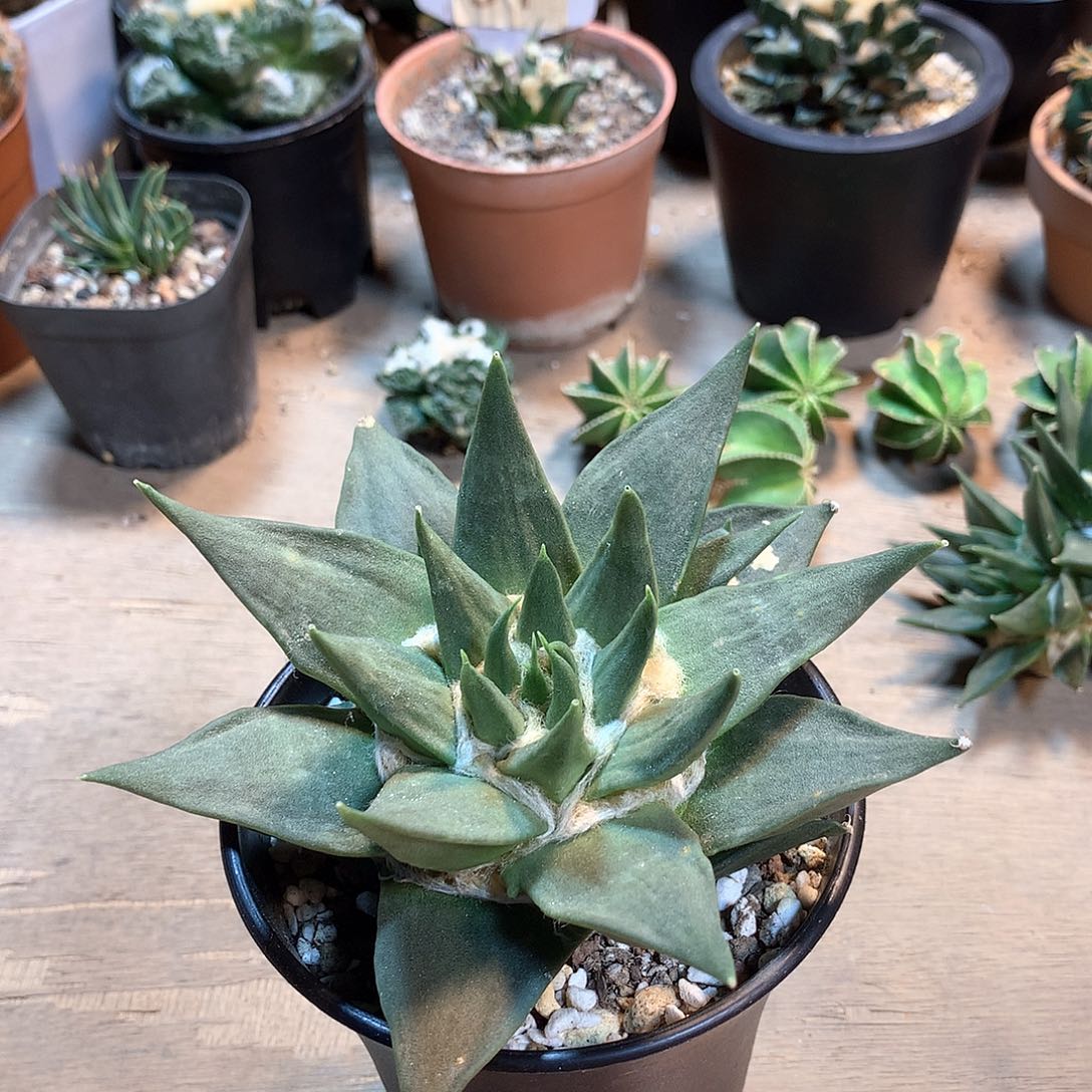 龙芽牡丹            