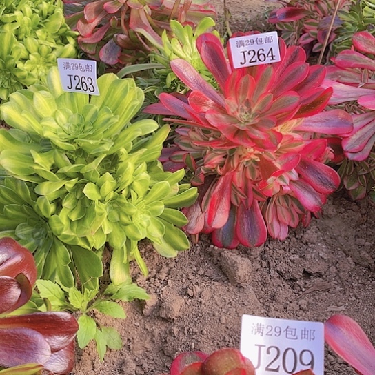 263五彩琉璃264美杜莎多肉植物