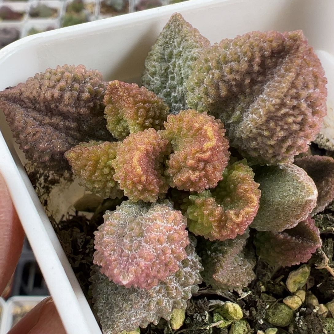 实生新品多肉植物水泡