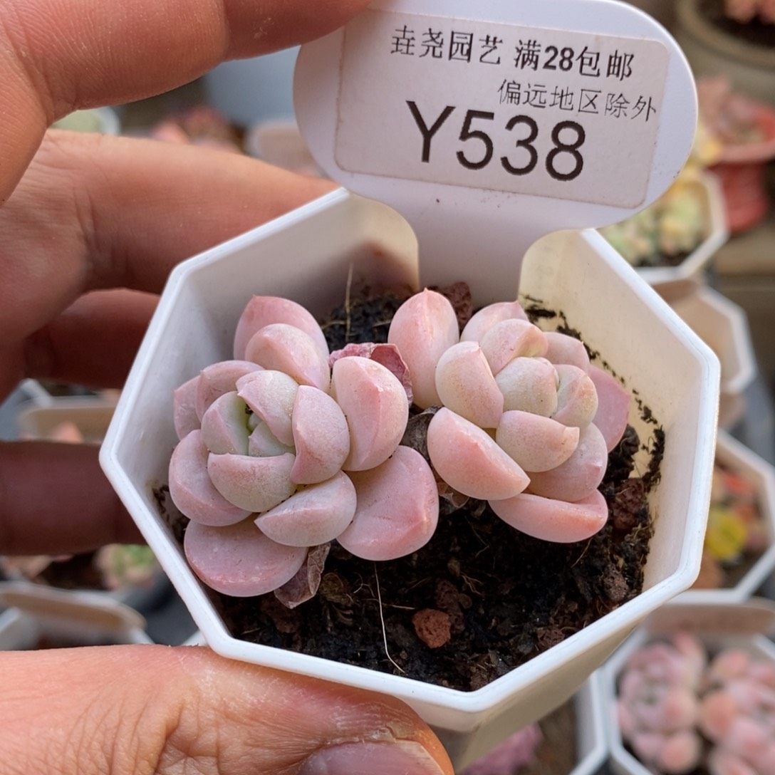 0538雪媚娘5.5厘米