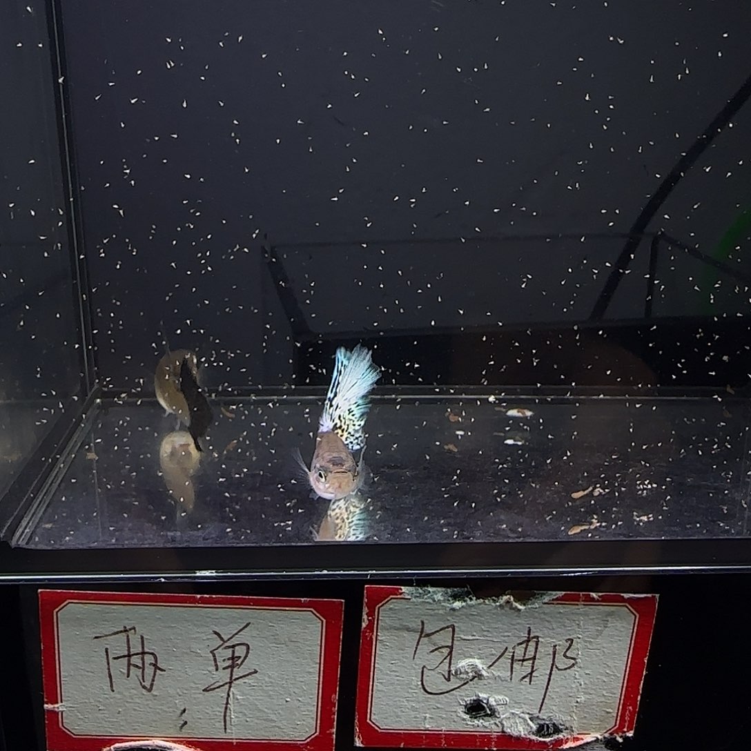 孔雀鱼银河白蛇一对