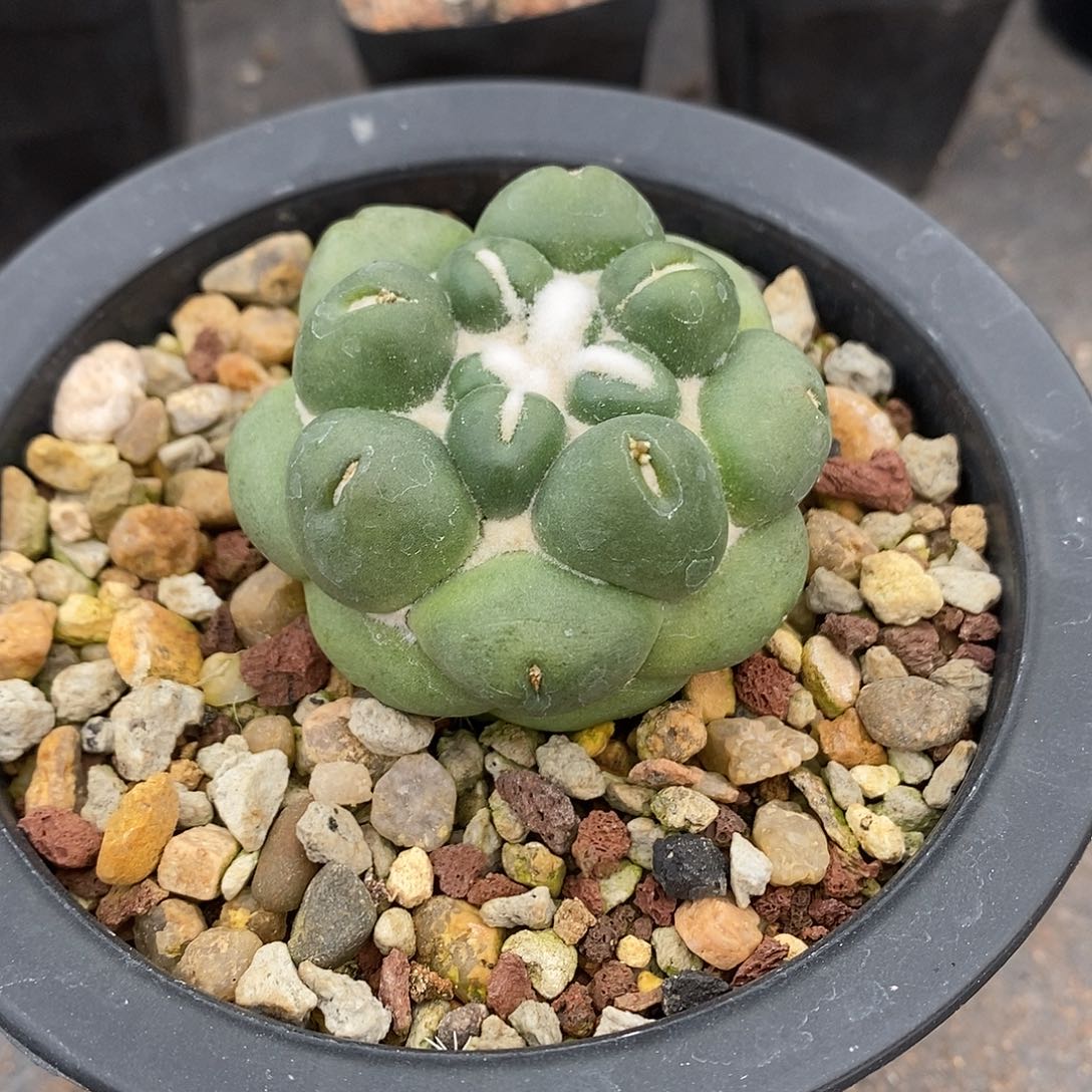 无刺象牙自根5公分左右一物一拍