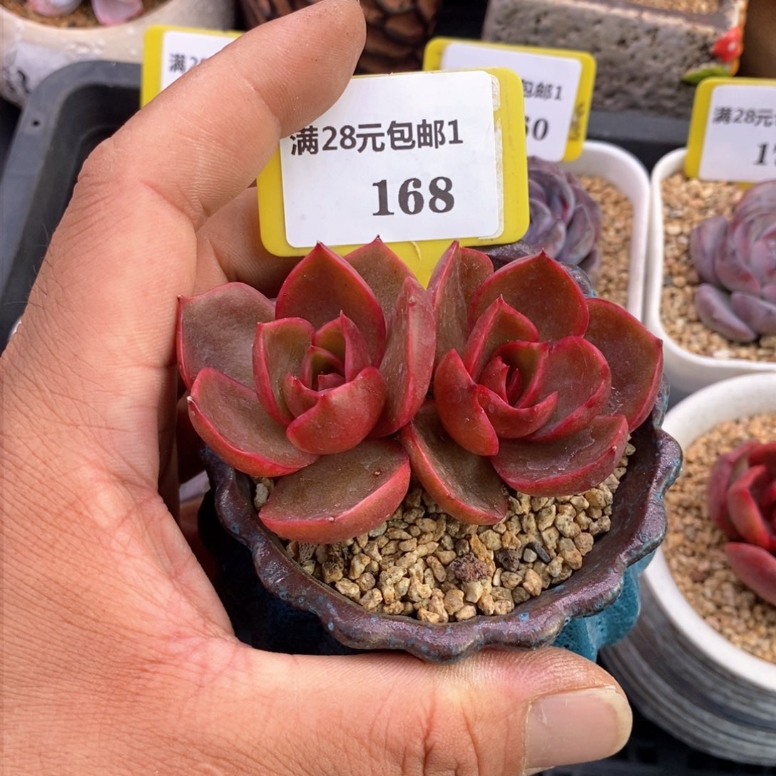 1168红灯福利多肉植物