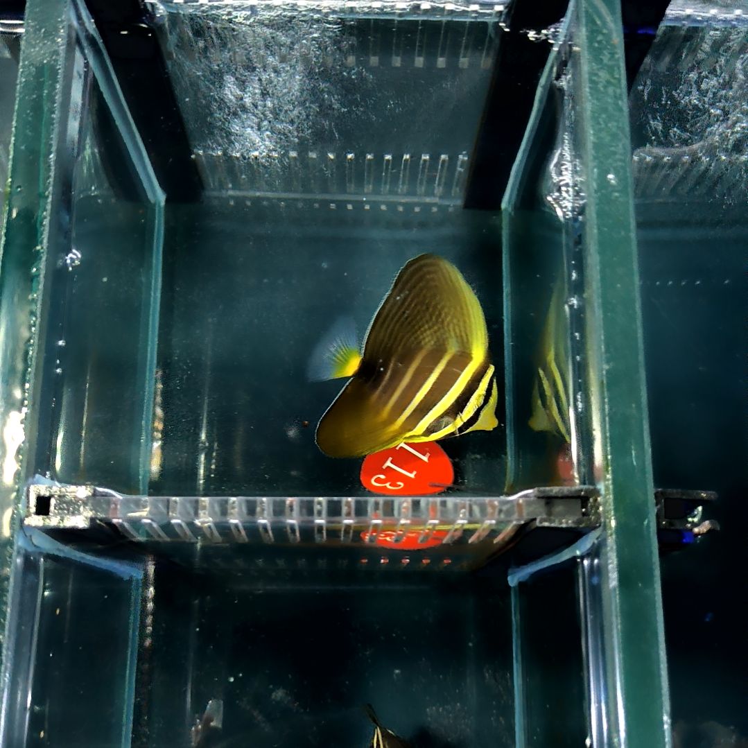 海水鱼大帆吊7+/6-68-113/31