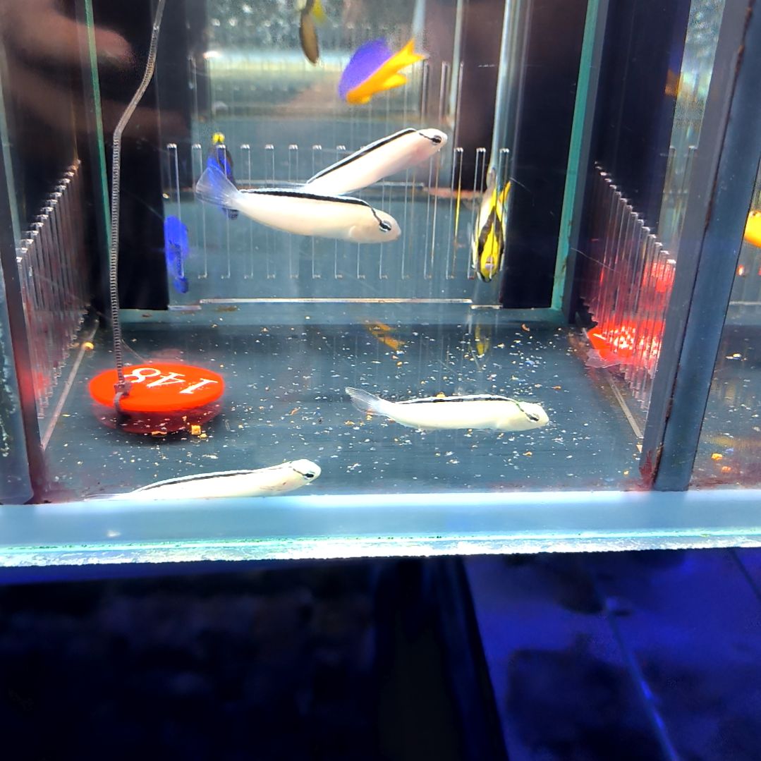 海水鱼画眉鸳鸯5-58-148