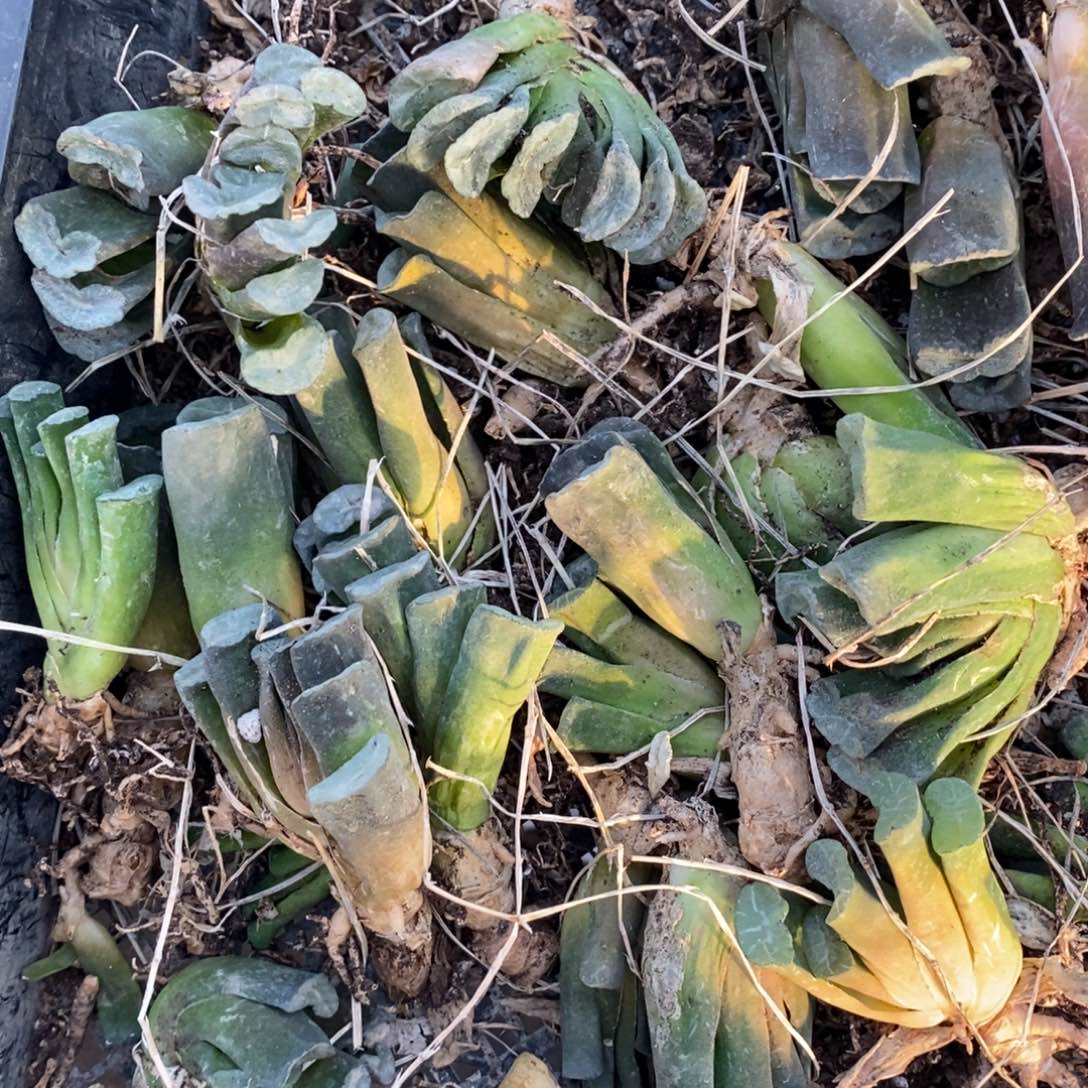 713 一颗实生宽叶玉扇。 