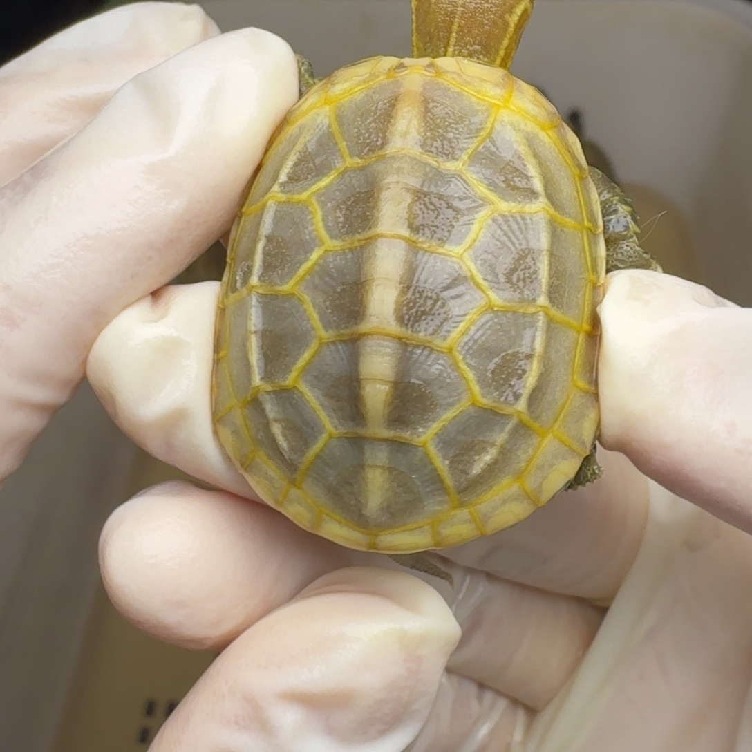 爱***疯绿毛龟母黄肉黄肉