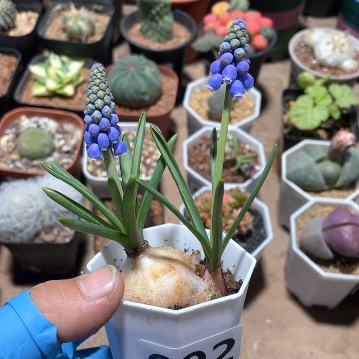 092风信子球根植物