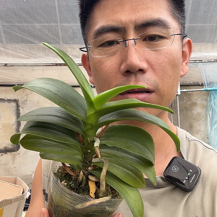 完全开放胭脂福利苗，不售后