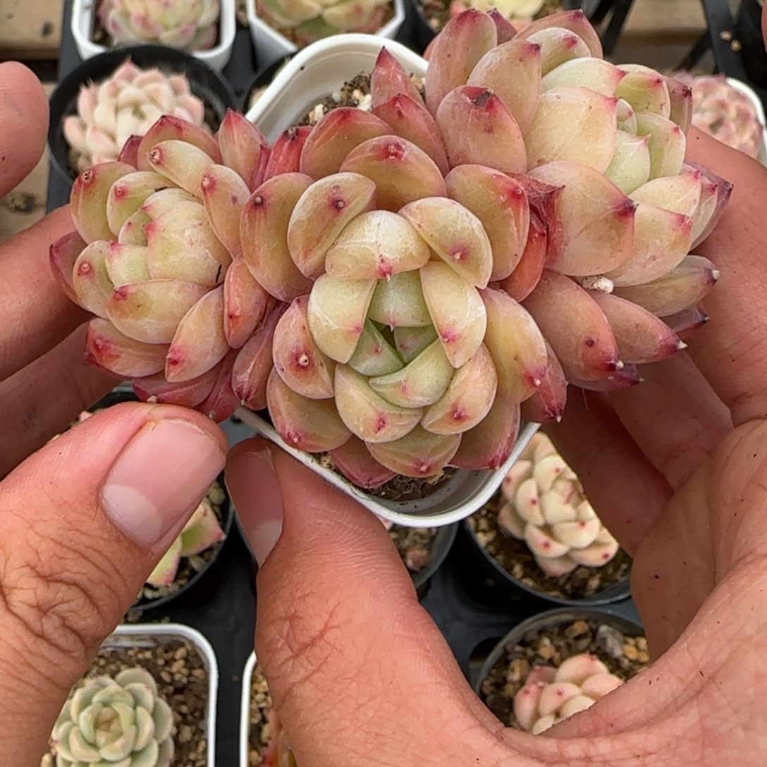 一物一拍麦秆珍妮03030