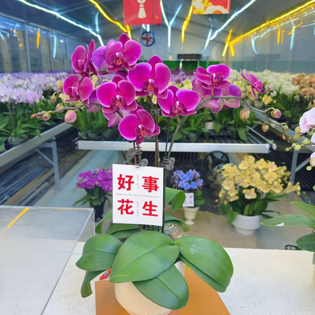 精选蝴蝶兰[香山]红色桌面款年宵花 室内花卉绿植长花期