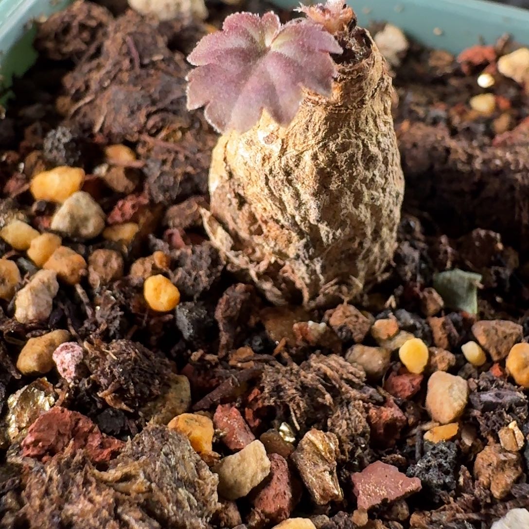 肾叶洋葵带6cm盆一个有点点破