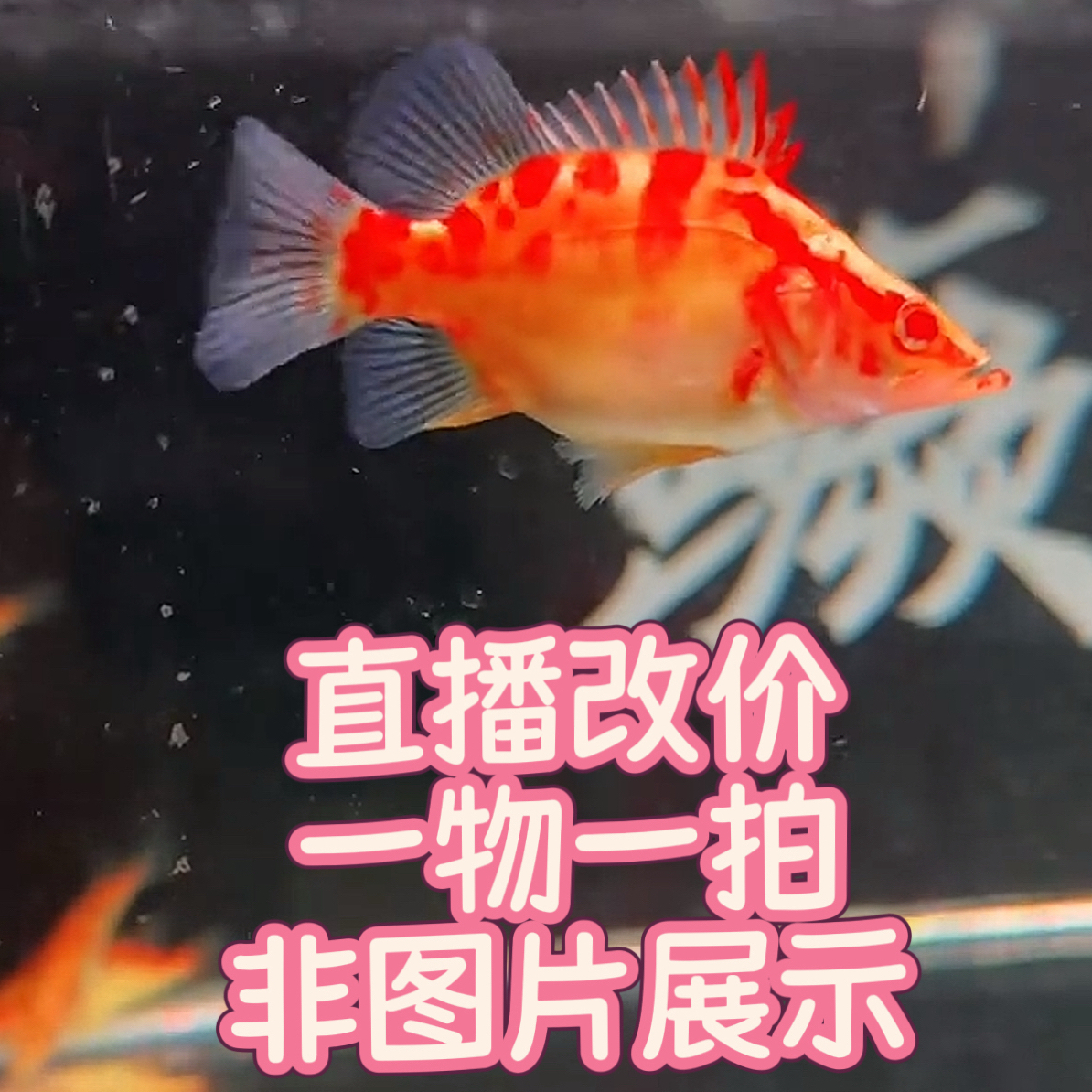 鳜友家 一物专拍 定制改价专区 饲料红纹鳜鱼 黄金鳜鱼 白头鳜鱼 