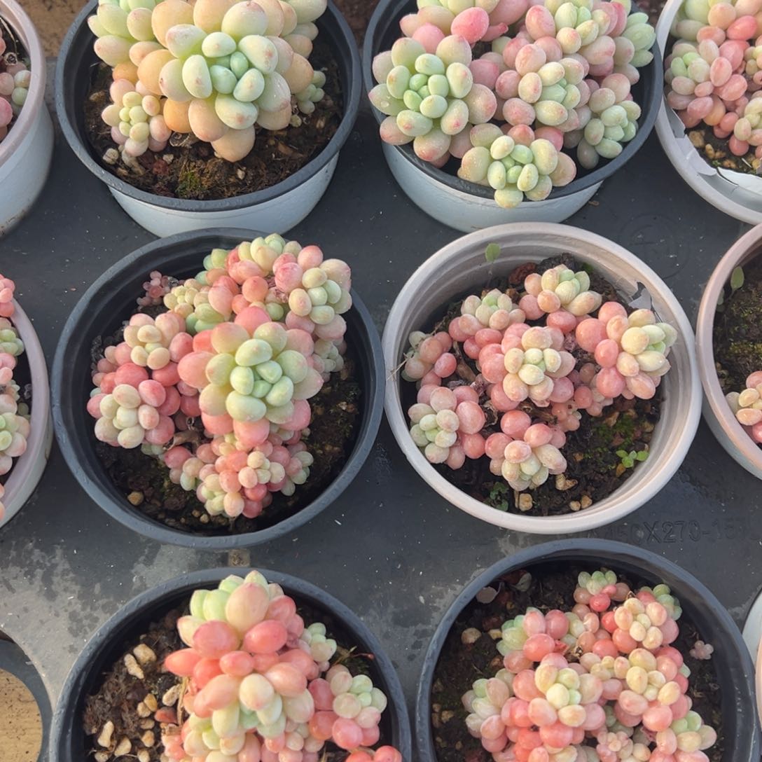 新洛可可 鱼子酱8888