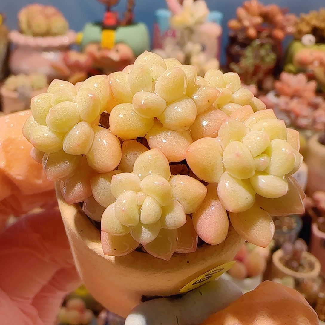 T洛可可盆口3.5cm