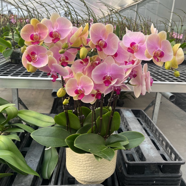 【彩虹独角兽】鲜活绿植  粉红色 蝴蝶兰 