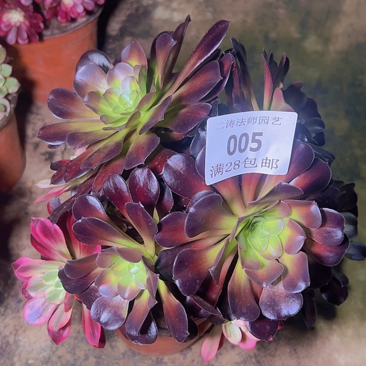 005花纳多肉植物