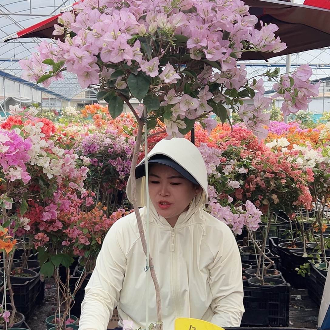 馨***麻大部分花苞少量开放B46丽娜