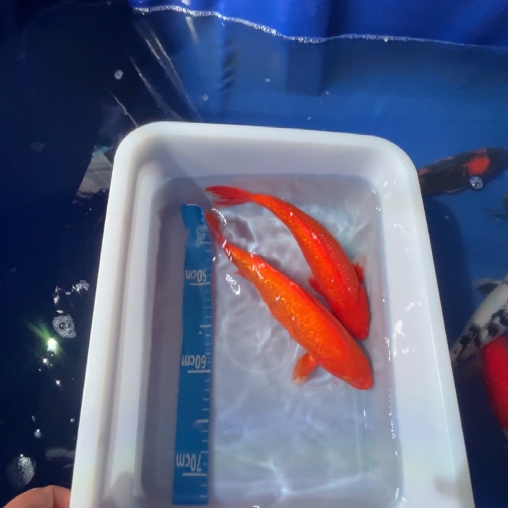 锦鲤锦鲤单色火鲤