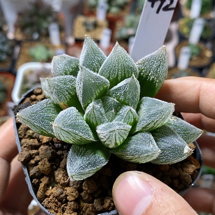 【闪购商品】492狐狸