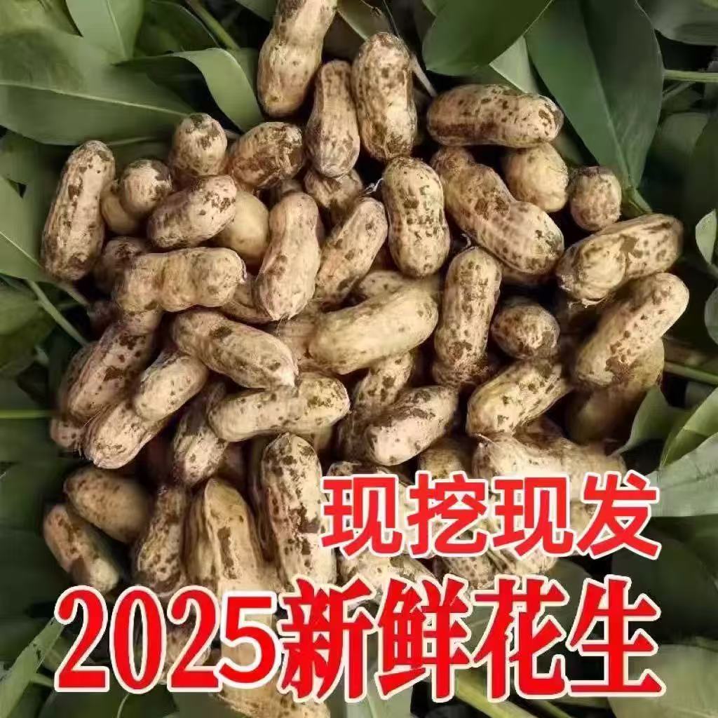 J当季新鲜带壳带泥湿花生现挖现发红皮粉皮营养丰富