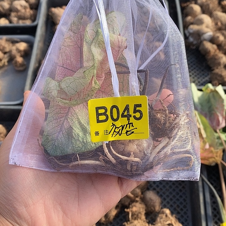 初恋球三个裸球B045禁退不售后