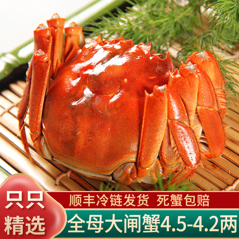 【活蟹】全母大闸蟹4.5-4.2两 6/8/10只淡水蟹去绳净重礼盒顺丰包邮