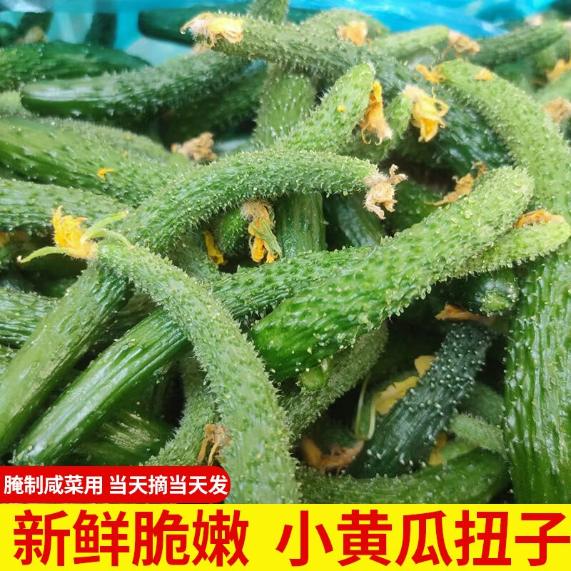东北新鲜脆嫩小黄瓜扭子腌制咸菜用