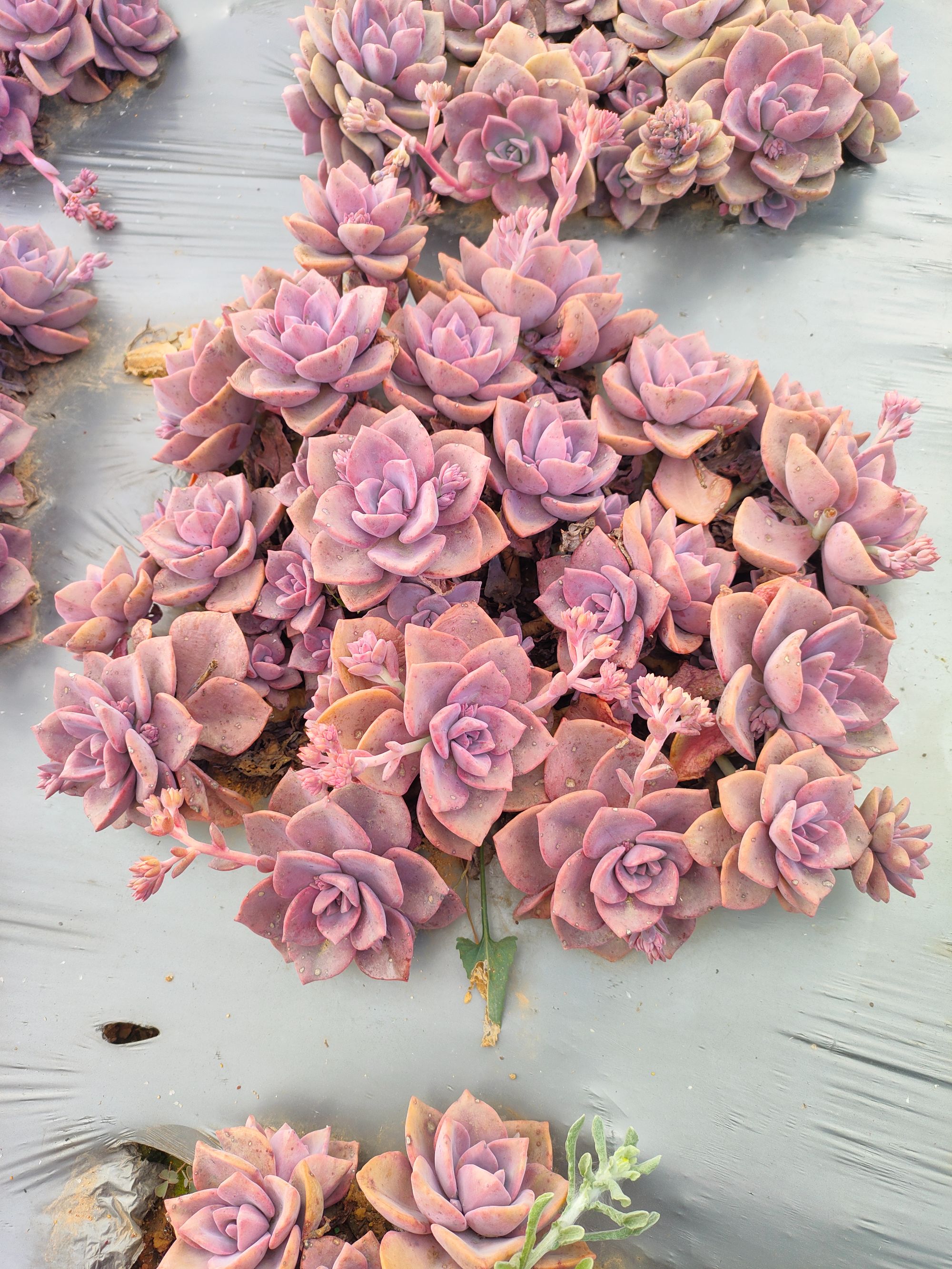 彩虹糖多肉 好看好养 云南昆明发货  精品多肉绿植