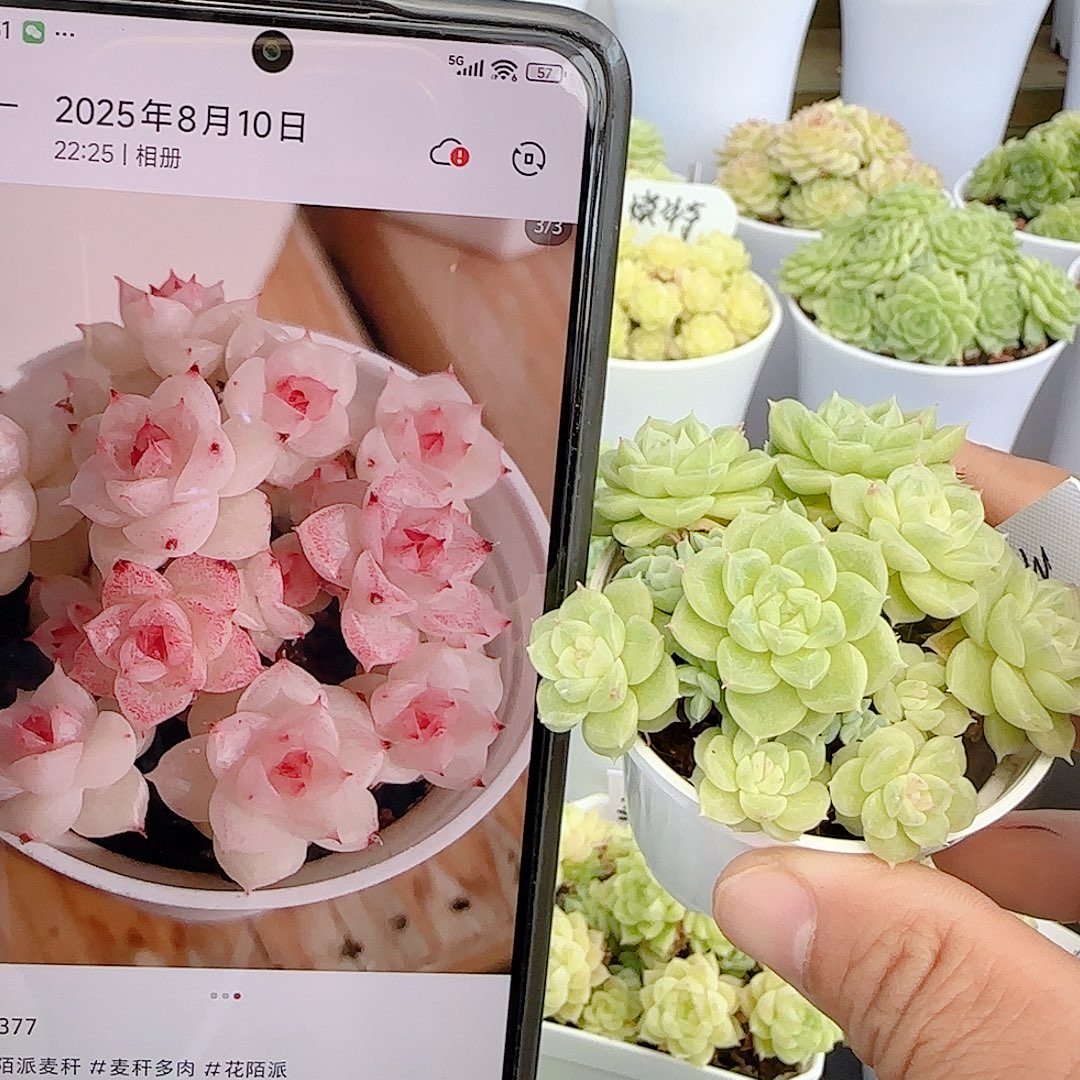 【闪购商品】0812-81（m1-377）