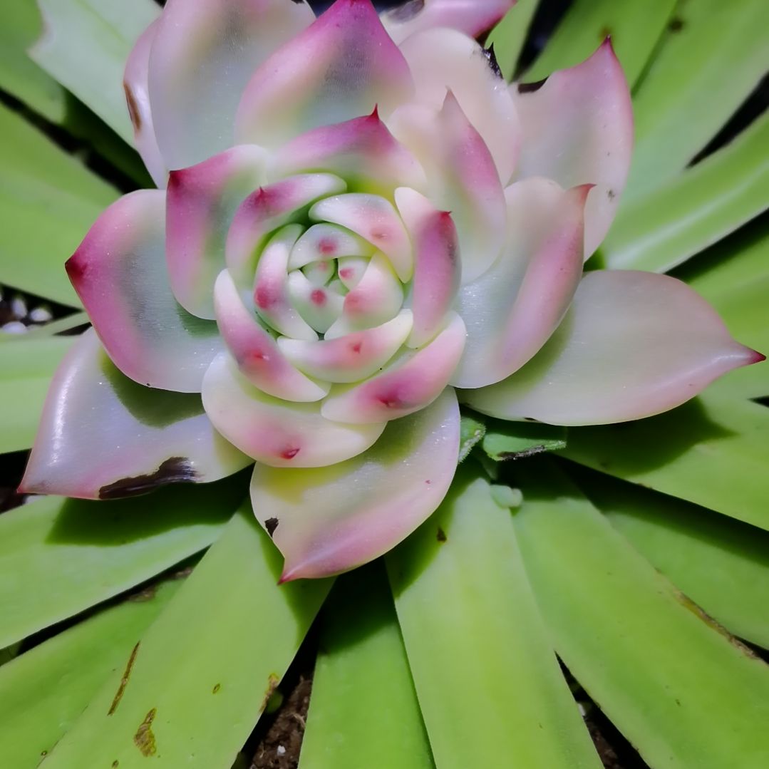 红骑士白覆轮锦主头头盖2月底砍可以代发根