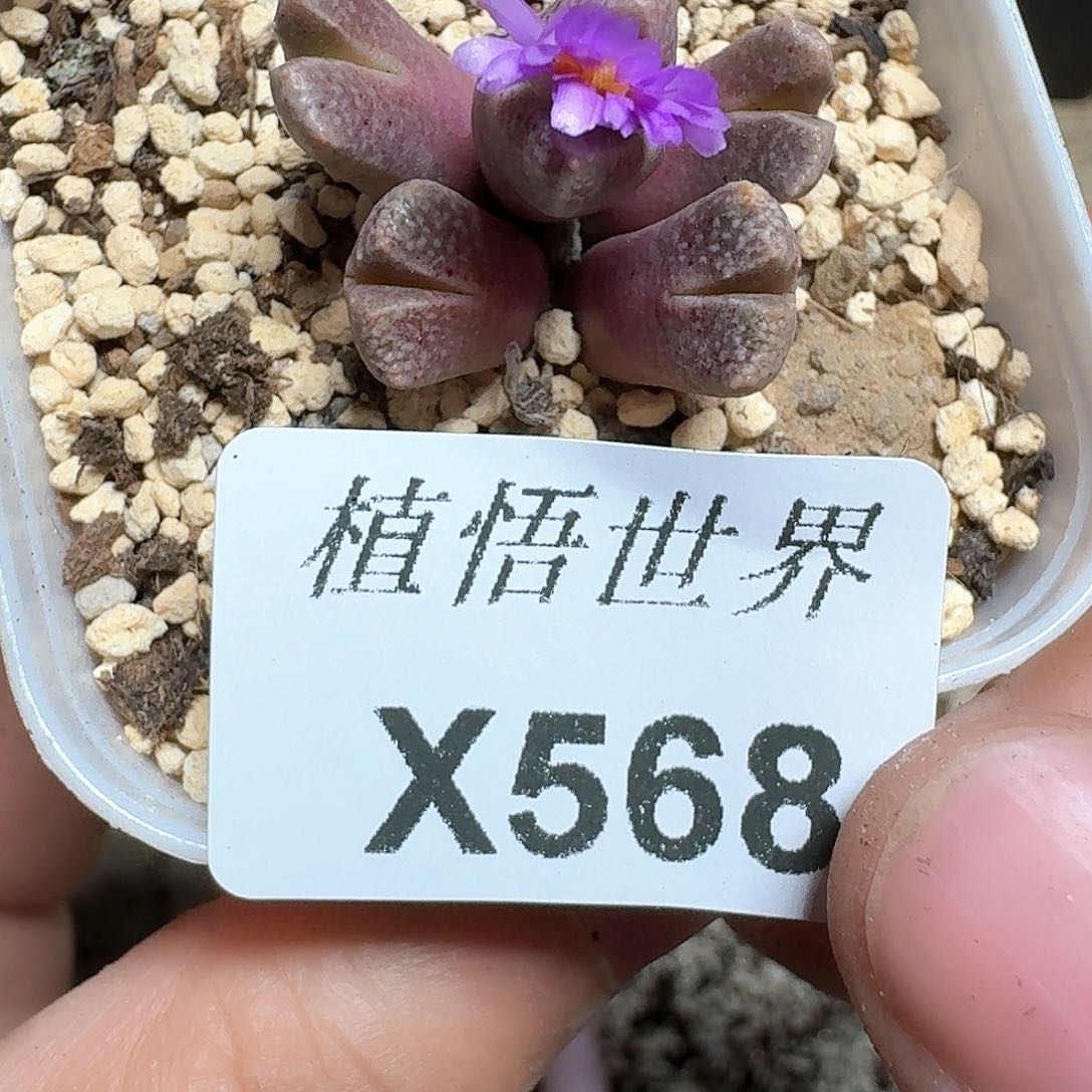 568号多肉植物哇f g