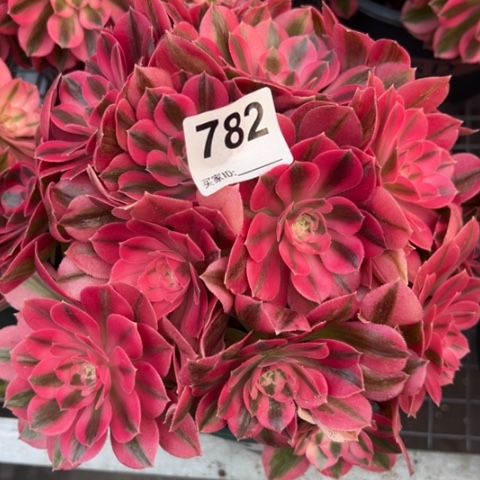 782女巫20厘米左右