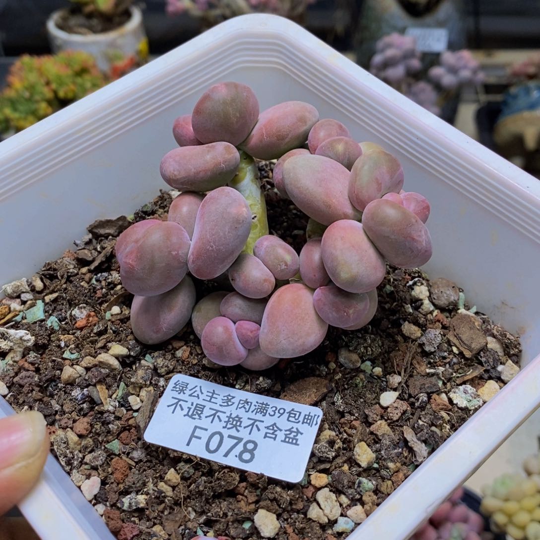 078芒果奶多肉二代7cm