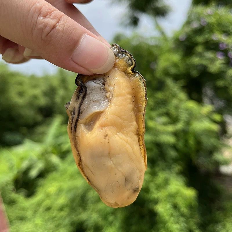 台山鲜晒金蚝干蚝士干九成干金蚝生晒不抽油 清蒸焗饭焖肉味道香