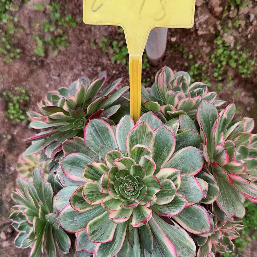 2-15---莲花座多头多肉