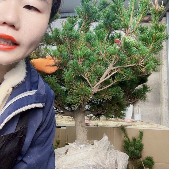心***成无花朵五针松是我国著名