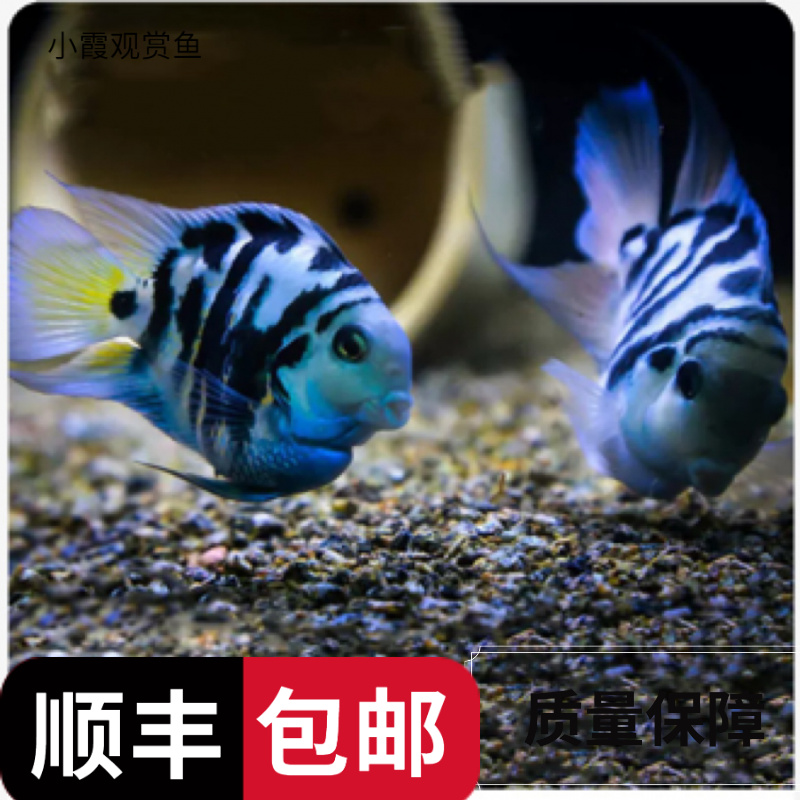 迷你鹦鹉鱼热带观赏鱼白金宝蓝淡水宠物鱼种鱼