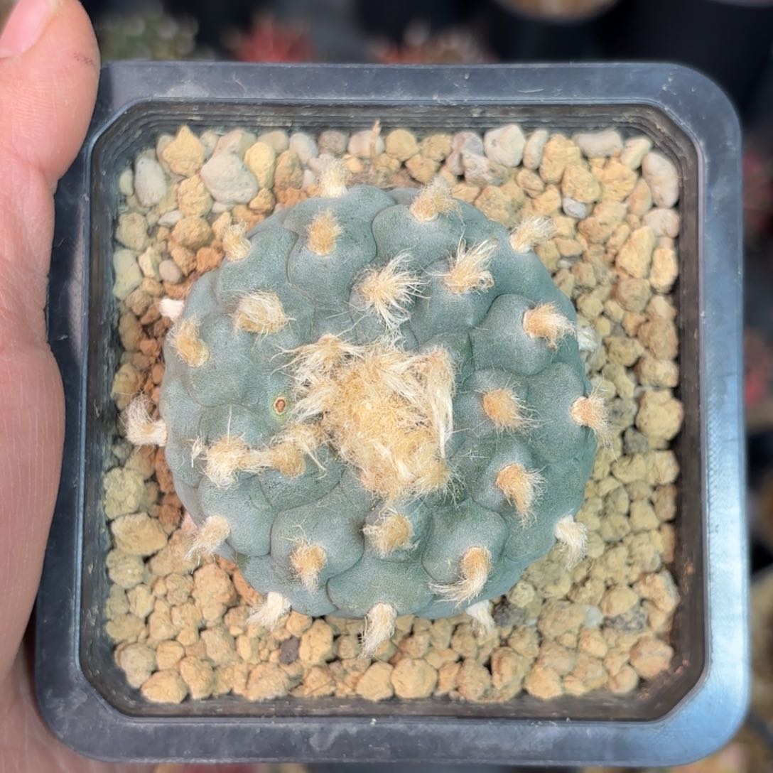 泰系实生鱼仙人球56