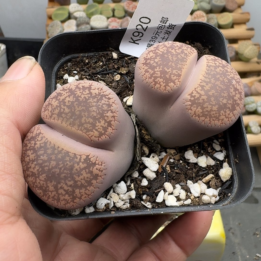 920多肉哈哈哈哈哈哈哈哈