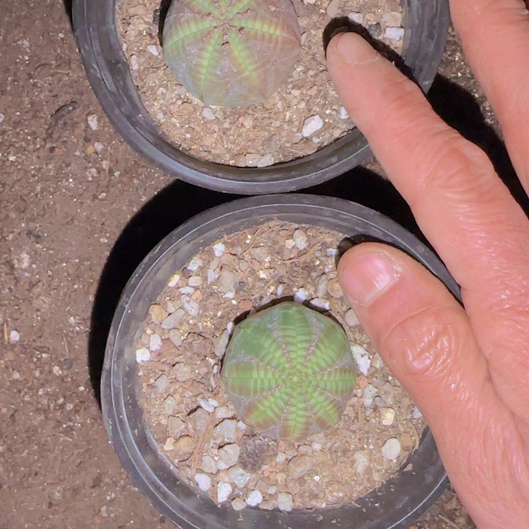 w***n块根植物块根植物