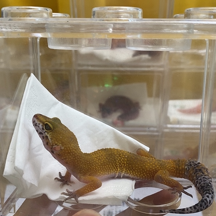 豹纹守宫豹纹手工豹纹守宫